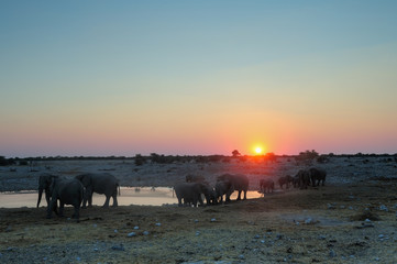 Fototapeta na wymiar Afrikanischer Elefant, Elefanten Herde bei Sonnenuntergang, Etosha Nationalpark, Namibia, (Loxodonta africana)
