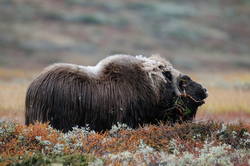 Moschosochsen Bulle im Herbst, Dovrefjell, Norwegen, (Ovibos moschatus)