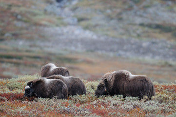 Moschosochsen Herde im Herbst, Dovrefjell, Norwegen, (Ovibos moschatus)