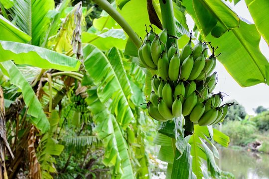 Green babana on tree