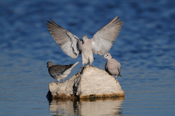 Kapturteltauben trinken an einer Wasserstelle, Etosha Nationalpark, Namibia