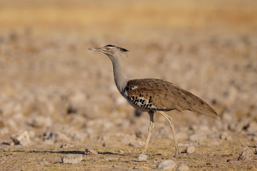 Riesentrappe, Etosha Nationalpark, Namibia