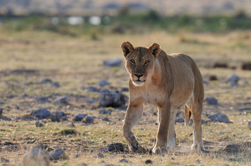 Löwin, Etosha Nationalpark, Namibia, (Panthera leo)
