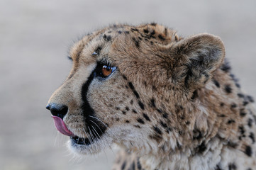 Geparden Kopf Portrait, Namibia © Photohunter