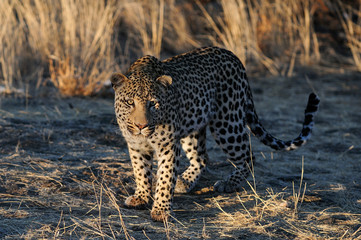 Leopard  auf der Lauer, Namibia