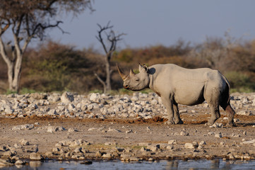 Spitzmaulnashorn, Etosha Nationalpark, Namibia