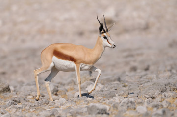 Springbock, Etosha Nationalpark, Namibia
