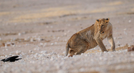 Löwin an der Etosha Salz Pfanne, Etosha Nationalpark, Namibia, (Panthera leo)