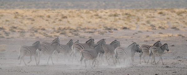 Steppen Zebra Herde, Burchell's Zebra, Etosha Nationalpark, Namibia, (Equus burchelli)