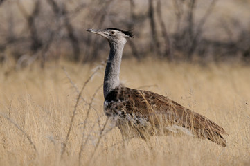 Riesentrappe, Etosha Nationalpark, Namibia