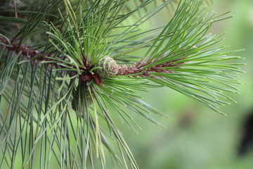 Pine acorn 