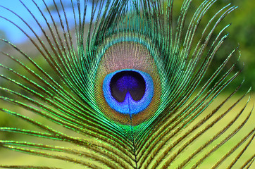 Peacock feather