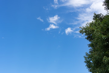 Obraz premium 青空と緑