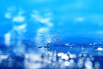 dandelion seeds on a light blue background, lightness, holiday