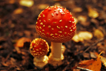 Different mushrooms in the clearing