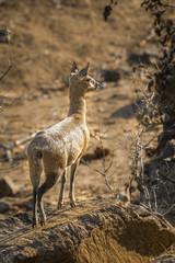 Klipspringer in Kruger National park, South Africa