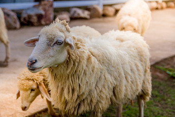 Sheep in farm on sunshine. happy holiday.