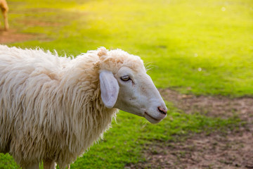 Sheep in farm on sunshine. happy holiday.
