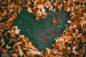Heart of autumn leaves on the grass