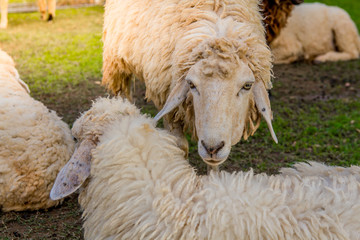 Sheep in farm on sunshine. happy holiday.