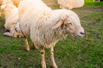 Sheep in farm on sunshine. happy holiday.