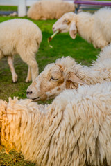 Naklejka premium Sheep in farm on sunshine. happy holiday.