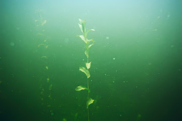 green grass underwater