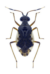 Bug Chartoscirta elegantula on a white background