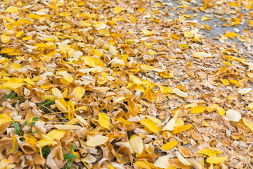 Herbst Hintergrund 