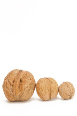 Different sizes walnuts