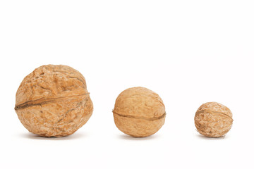 Different sizes walnuts