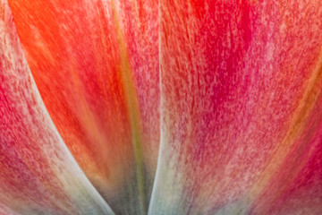 tulip