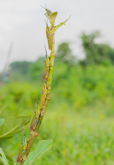 Race to the top, painted grasshoppers in a queue to reach top
