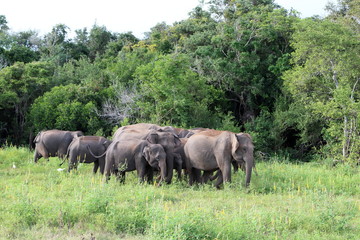Fototapeta premium Kaudulla Elephants 11