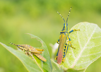 Beautiful Painted Grasshopers are non edible to birds as they feed on a poisounous plant