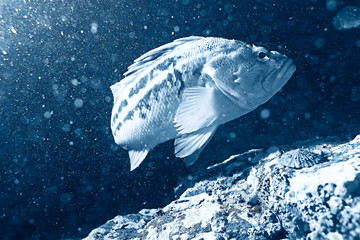 sea fish underwater macro photo