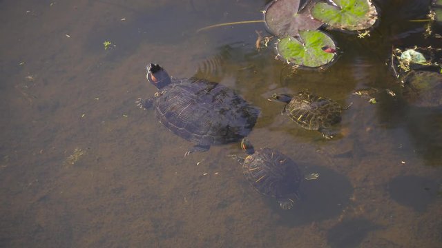 Turtle family swimming in pond lake.