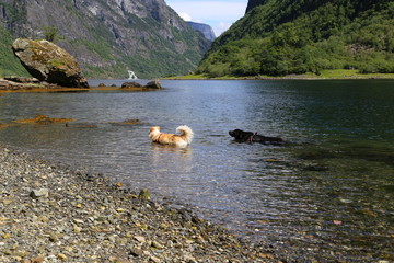 dog swimming in Naeroyfjord, Norway