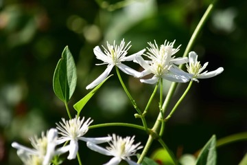 センニンソウのアップ