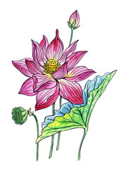 Pink lotus, hand drawing isolated on white background with clipping path.