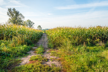 Fototapeta na wymiar Path between fieds with silage maize ready for harvesting
