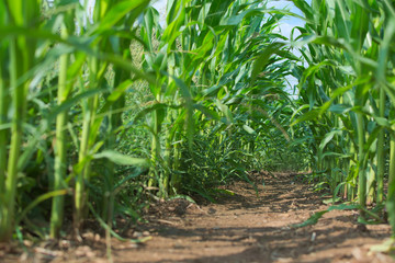 im grünen Maisfeld