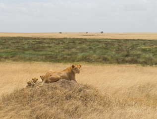 A lioness with her cubs scanning the vast grassland