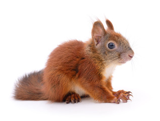 Obraz premium Eurasian red squirrel.