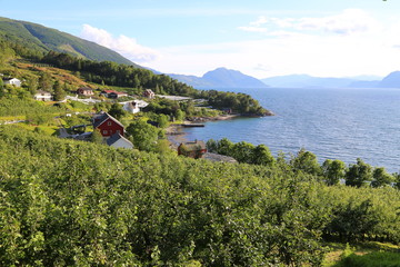 Hardangerfjord in south western Norway in the summer.