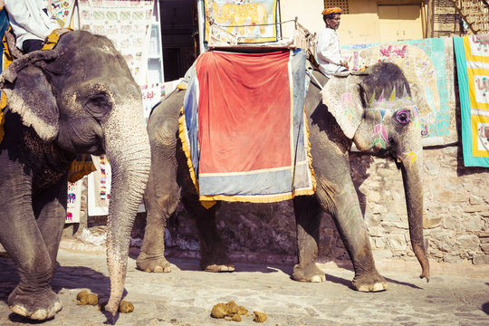 Unidentified men ride decorated elephants in Jaleb Chowk in Amber Fort in Jaipur, India. Elephant rides are popular tourist attraction in Amber Fort.