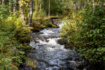 Obraz premium little river in the forest 