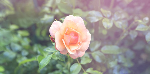 Rose im Licht, Panorama