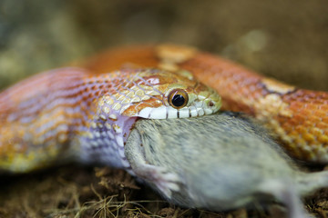 Snake eating a mouse closeup