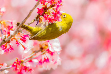 The Japanese White-eye.The background is cherry blossoms. Located in Tokyo Prefecture Japan.